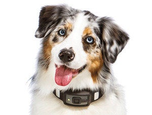 voyce aussie