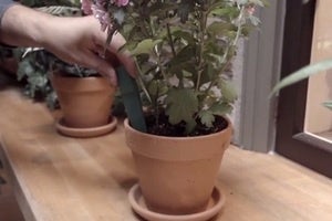 daisyplantsensor