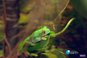 Smithsonian channel on Roku