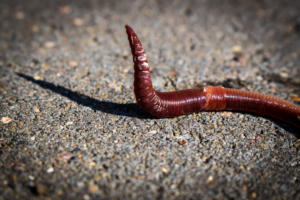 worm