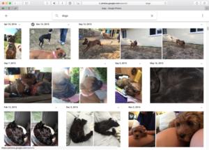 Google Photos image search for dogs